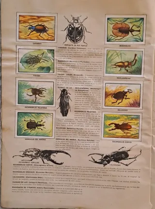 Álbum Zoo 1954 - Colección Historia Natural