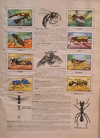 Álbum Zoo 1954 - Colección Historia Natural