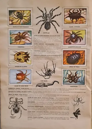 Álbum Zoo 1954 - Colección Historia Natural