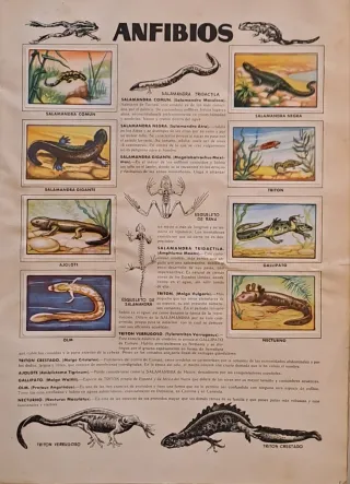 Álbum Zoo 1954 - Colección Historia Natural