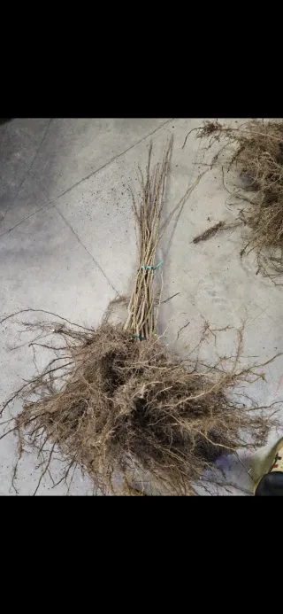 Reserva avellanos Alberto