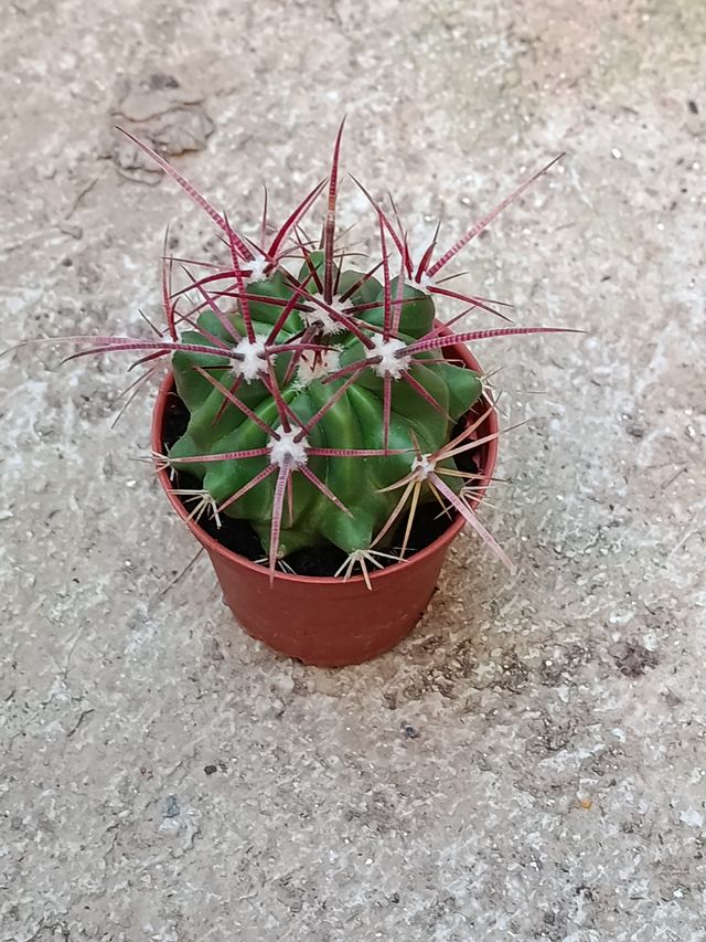 Ferocactus Hamatacanthus Ø5 planta cactus