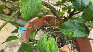 Limonero de 5 años en maceta