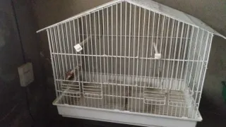 Jaulas de cría blancas