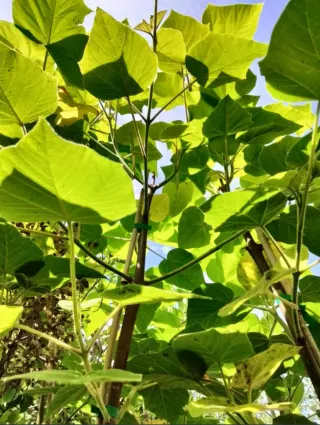 Plantas de Paulownia