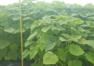 Plantas de Paulownia