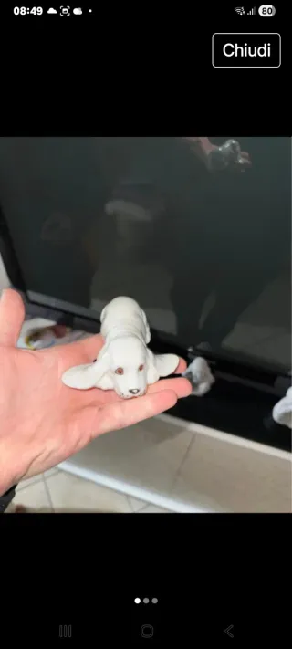 Cane porcellana steso