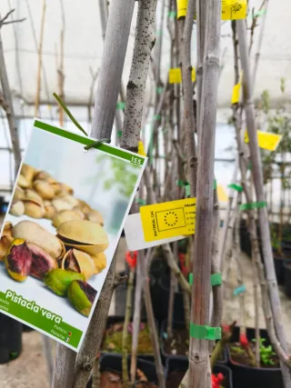 Pistacia Vera