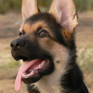 Educador Canino en Prácticas - GRATIS