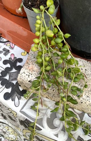 Piante grasse e succulente tanti tipi