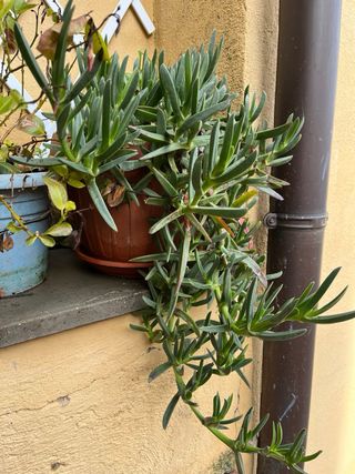 Piante grasse e succulente tanti tipi