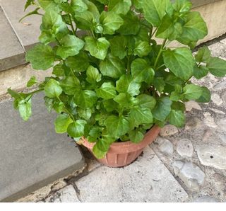 Piante grasse e succulente tanti tipi