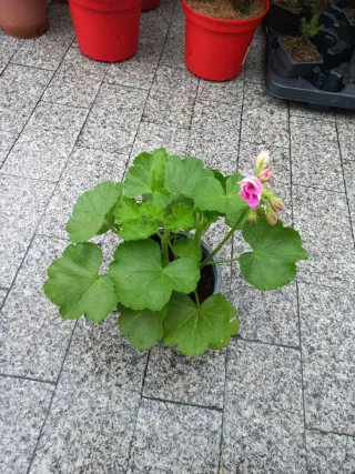 Geranios en maceta