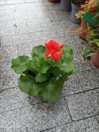Geranios en maceta