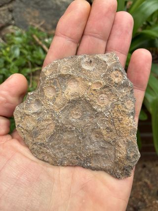 Fósil Coral Pulido Marruecos