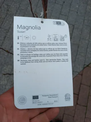 Magnolia Susan en maceta