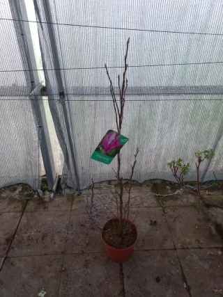 Magnolia Susan en maceta