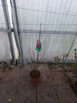 Magnolia Susan en maceta