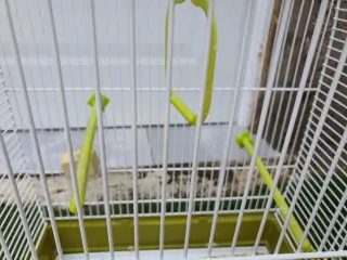 Jaula para pájaros blanca y verde