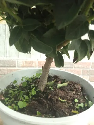 Arbusto Leñoso viburnum (Durillo)