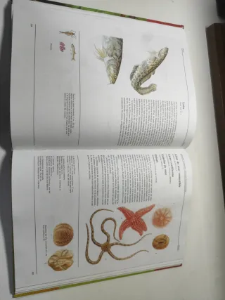 Animales, fauna de todo el mundo