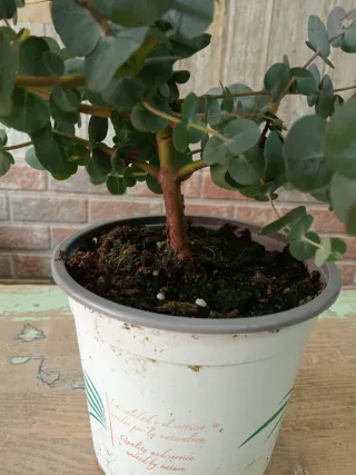 Árbol Eucalipto cinerea