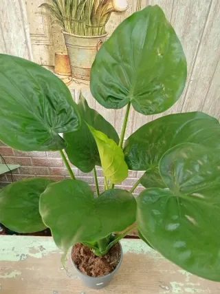 Planta Alocasia Cuculata