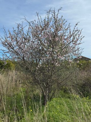 Casa o piso en Burriana o al rededores