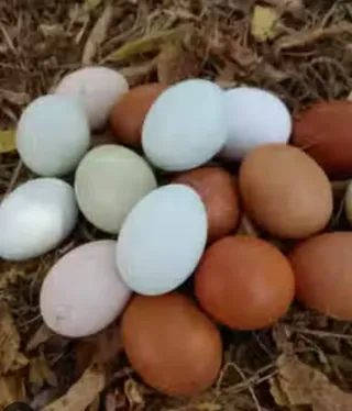 Huevos fértiles de las gallinas ponedoras