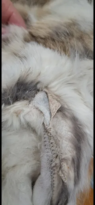 Bomber Piel Mango Multicolor