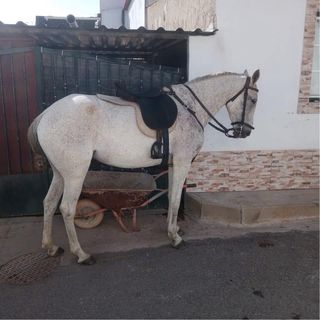 Sela espanhola e selim camurça