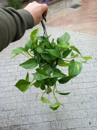 Planta Poto (Epipremnum Aureum)