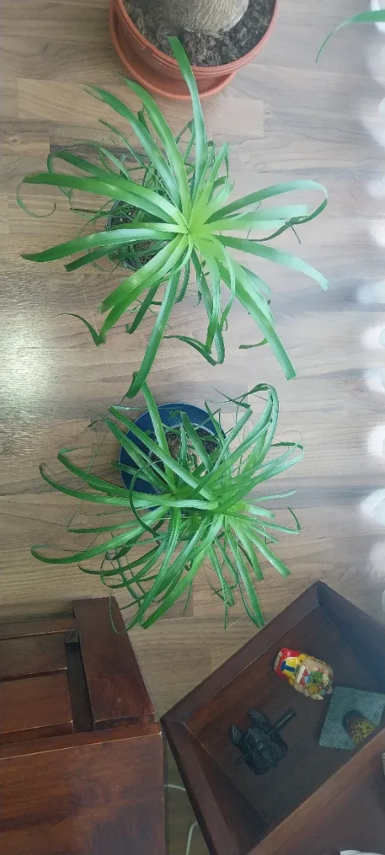 Beaucarnea Recurvata (Pata de Elefante)