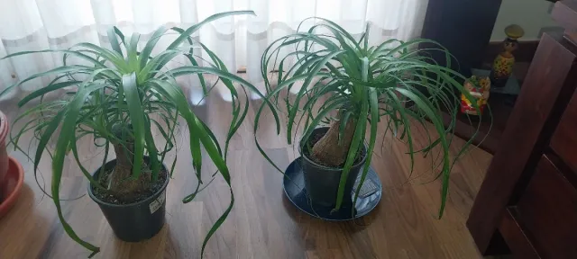 Beaucarnea Recurvata (Pata de Elefante)