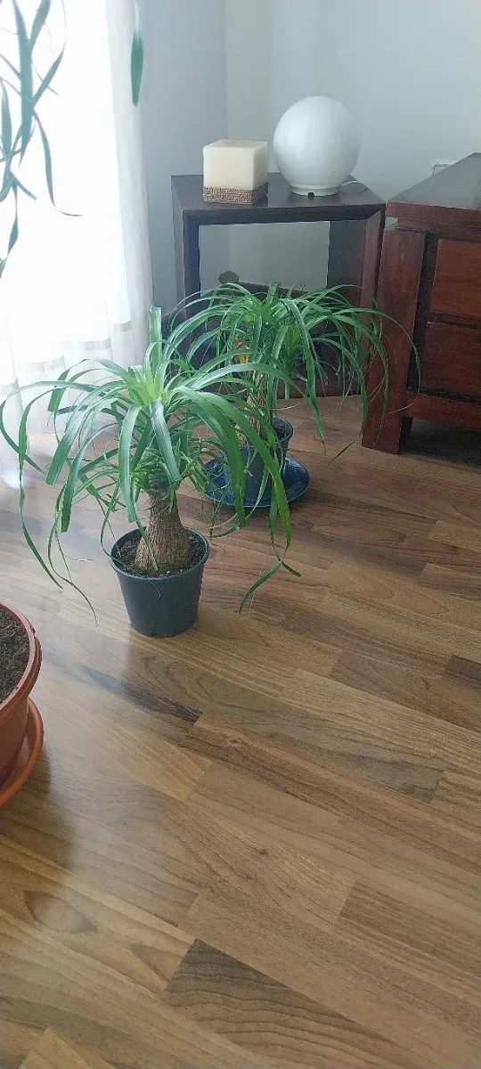 Beaucarnea Recurvata (Pata de Elefante)