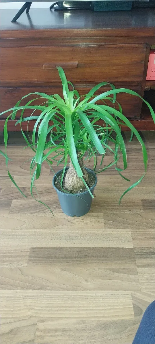 Beaucarnea Recurvata (Pata de Elefante)