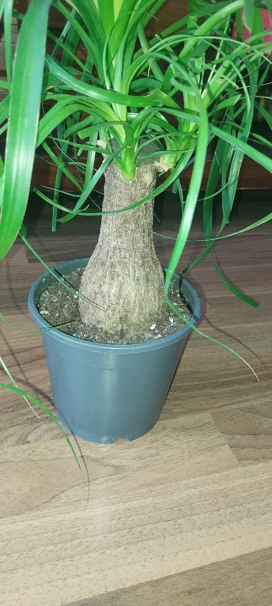 Beaucarnea Recurvata (Pata de Elefante)