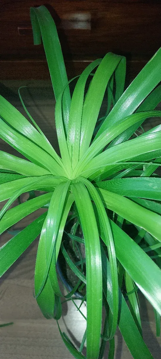 Beaucarnea Recurvata (Pata de Elefante)