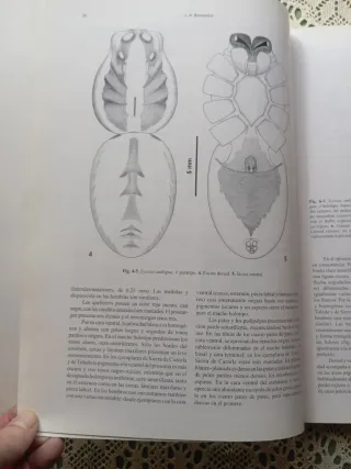 Aracnología 2004. Revista Ibérica.