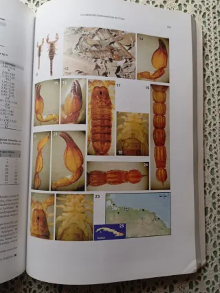 Aracnología 2004. Revista Ibérica.