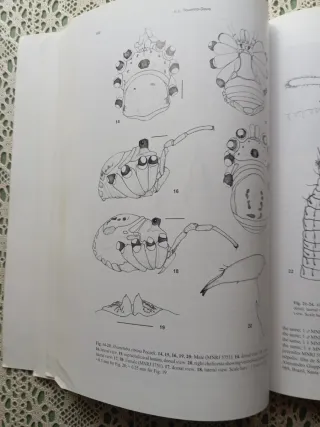 Aracnología 2004. Revista Ibérica.