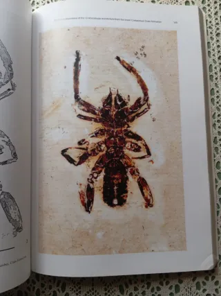 Aracnología 2004. Revista Ibérica.