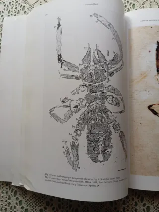 Aracnología 2004. Revista Ibérica.