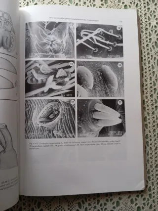 Aracnología 2004. Revista Ibérica.