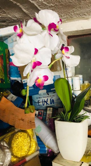 Vaso con orchidea bianca e fucsia