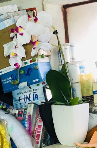 Vaso con orchidea bianca e fucsia