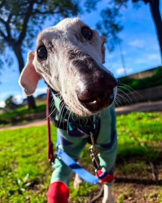 paseo de perros y cuidado de mascotas