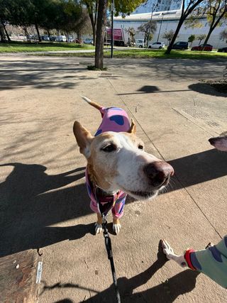 paseo de perros y cuidado de mascotas