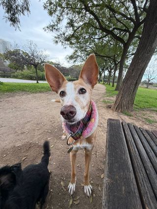 paseo de perros y cuidado de mascotas