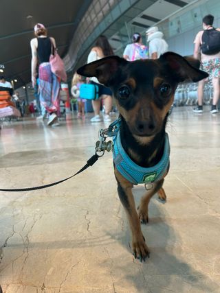 paseo de perros y cuidado de mascotas